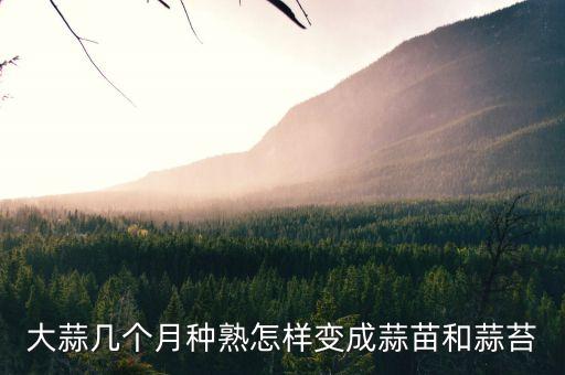大蒜几个月种熟怎样变成蒜苗和蒜苔