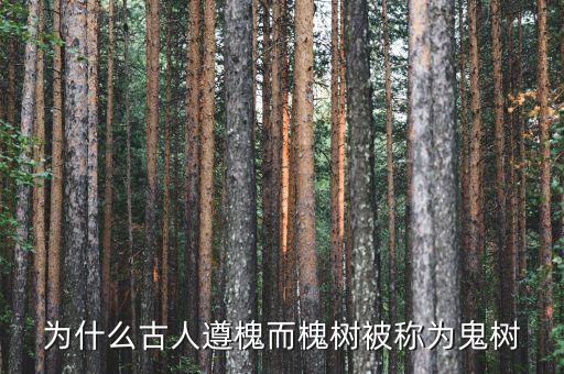 鬼树，为什么古人遵槐而槐树被称为鬼树