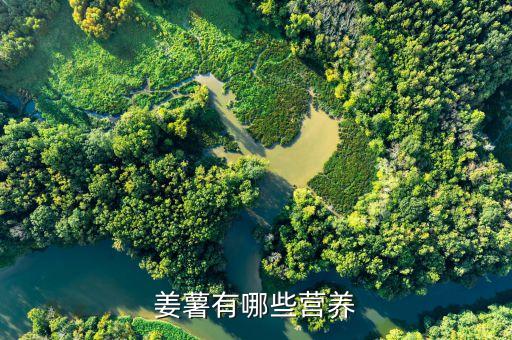 姜薯的功效与作用，请问姜薯有什营养