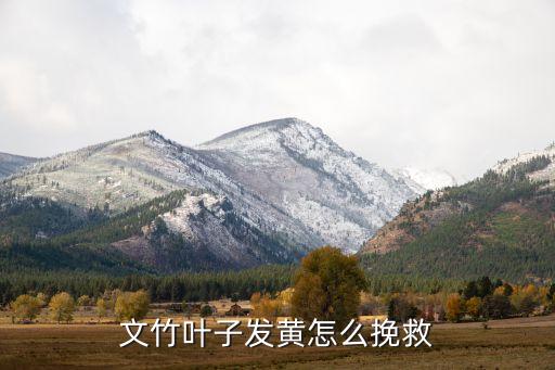 文竹发黄，文竹发黄怎么办