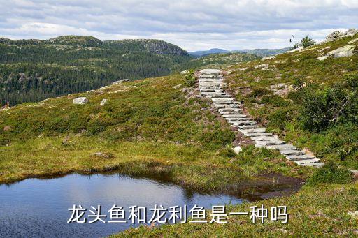龙利鱼是巴沙鱼吗，龙利鱼和巴沙鱼的区别是什么