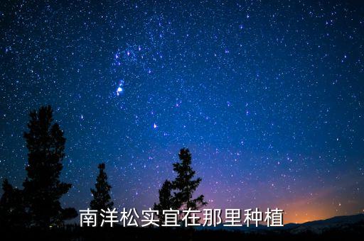 南洋松，请问这种树的名称叫什么