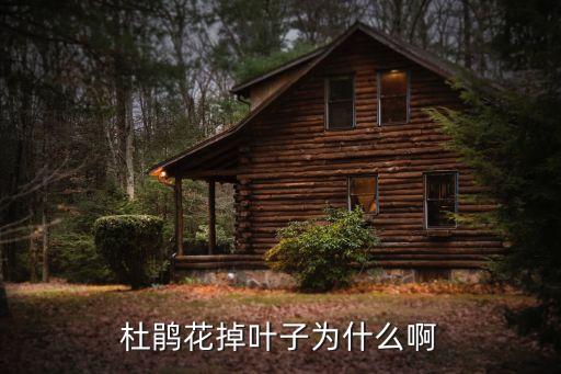 杜鹃花掉叶子为什么啊