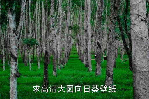 向日葵图，求高清大图向日葵壁纸