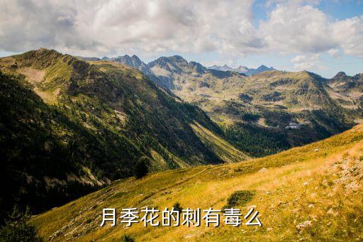 月季花有毒吗，月季花的刺有毒么