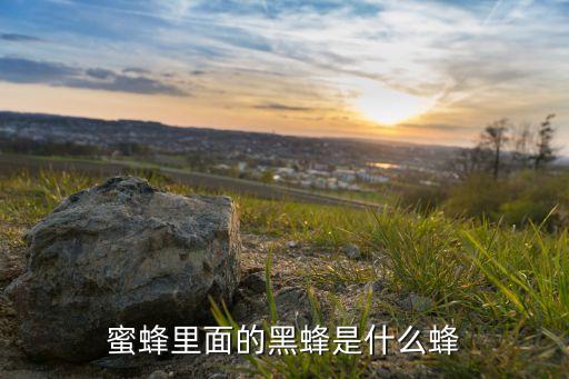 蜜蜂里面的黑蜂是什么蜂