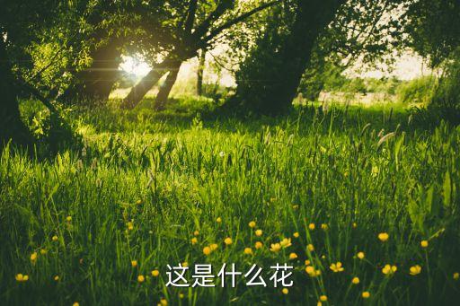 这是什么花