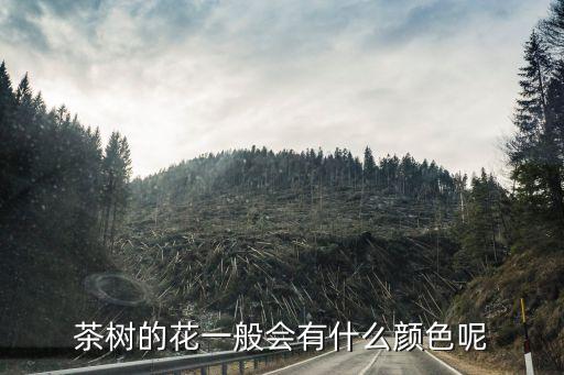 茶树的花一般会有什么颜色呢