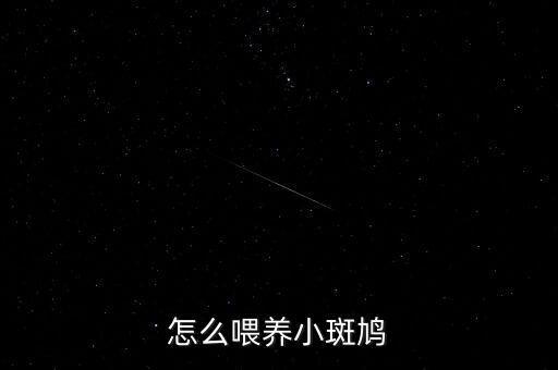 怎么喂养小斑鸠