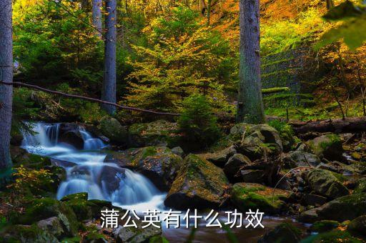 蒲公英有什么功效