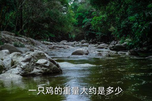 一只鸡的重量大约是多少