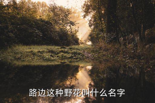 路边这种野花叫什么名字