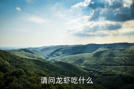 请问龙虾吃什么
