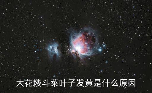 大花耧斗菜叶子发黄是什么原因