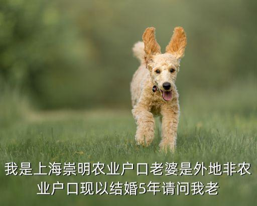 我是上海崇明农业户口老婆是外地非农业户口现以结婚5年请问我老
