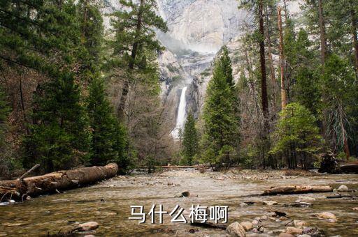 马什么梅啊