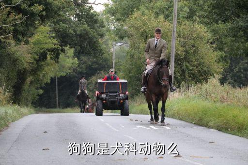 狗狗是犬科动物么