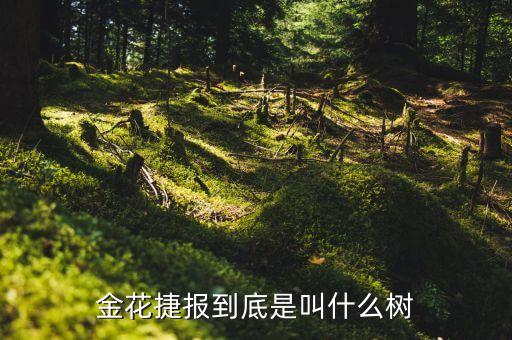 黄蜀葵图片，黄蜀葵花晒干能当茶喝吗