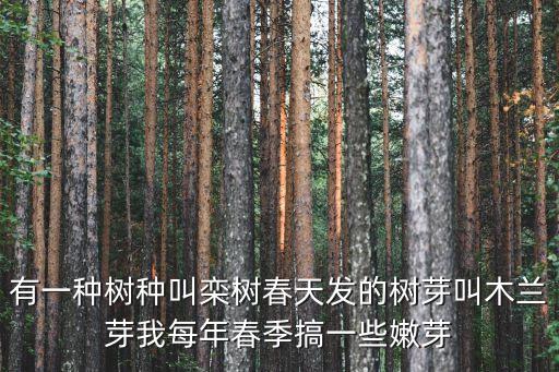 有一种树种叫栾树春天发的树芽叫木兰芽我每年春季搞一些嫩芽