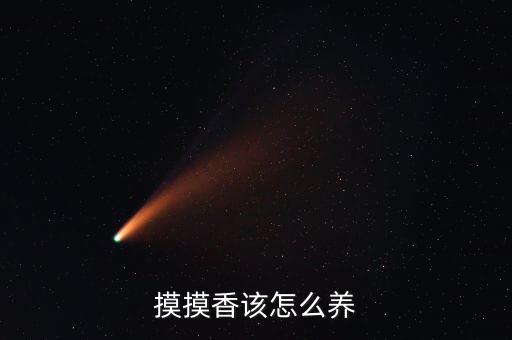 摸摸香，摸摸香的养殖方法有哪些