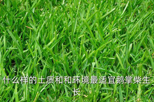什么样的土质和和环境最适宜鹅掌柴生长