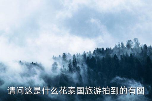 鸡蛋花图片大全，这个花的名称及有关资料