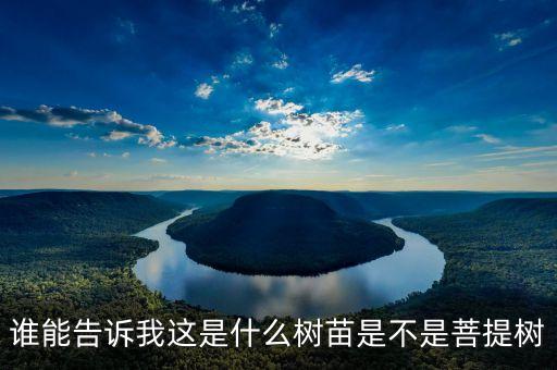 心叶榕，谁能告诉我这是什么树苗是不是菩提树