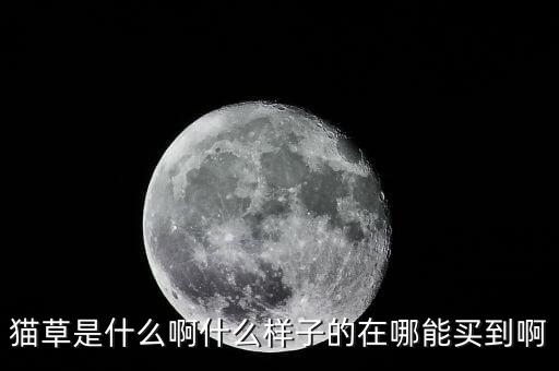 猫草是什么草，所谓的猫草就是狗尾巴草吧