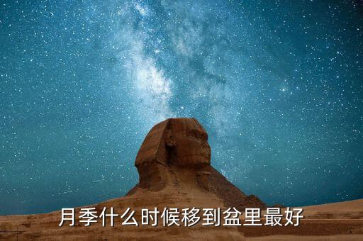 月季移栽最佳时间，月季什么时候移到盆里最好