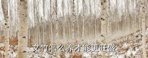 文竹怎么养才能更旺盛