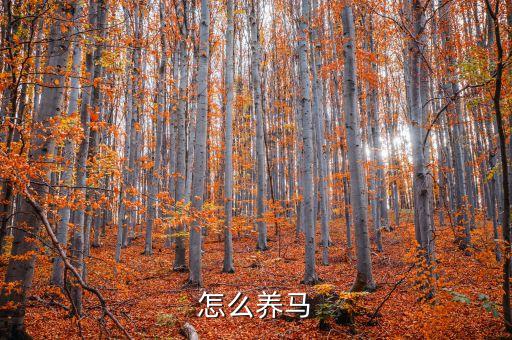 怎么养马