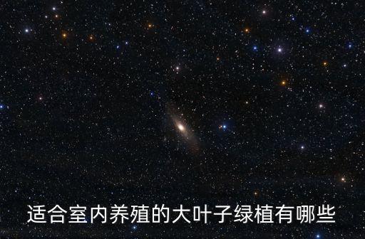 琴叶榕的风水作用，适合室内养殖的大叶子绿植有哪些