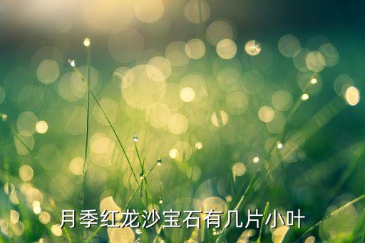 月季红龙沙宝石有几片小叶