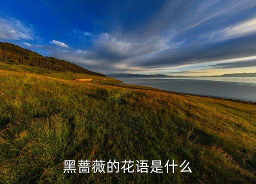 黑蔷薇，黑蔷薇的花语是什么