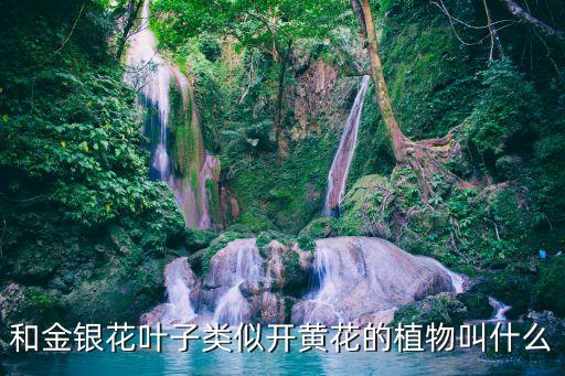 和金银花叶子类似开黄花的植物叫什么