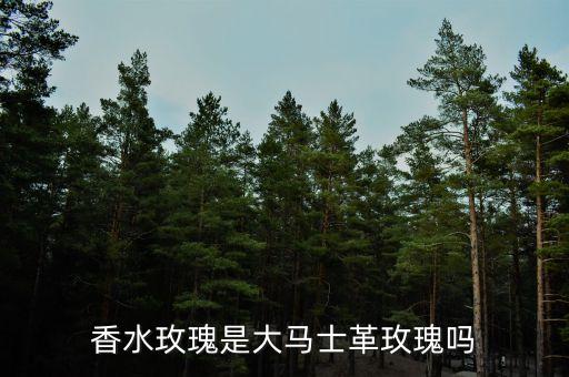 香水玫瑰是大马士革玫瑰吗