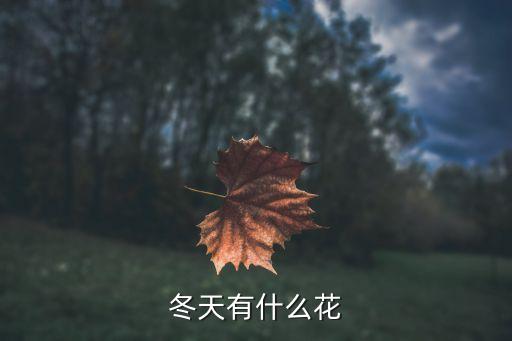 冬天有什么花