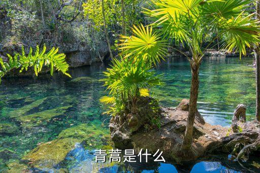 青蒿是什么