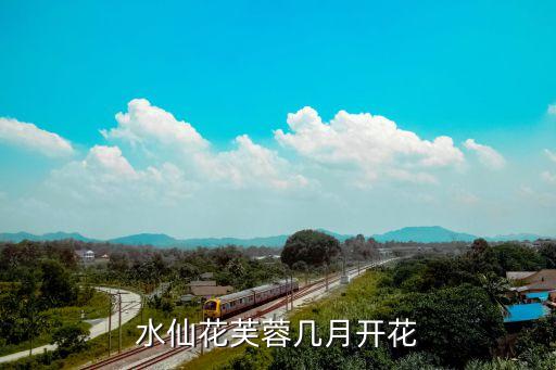 芙蓉花开，芙蓉花在什么时候开花
