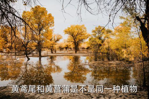 黄色鸢尾，鸢尾花花语