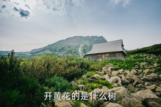 开黄花的是什么树