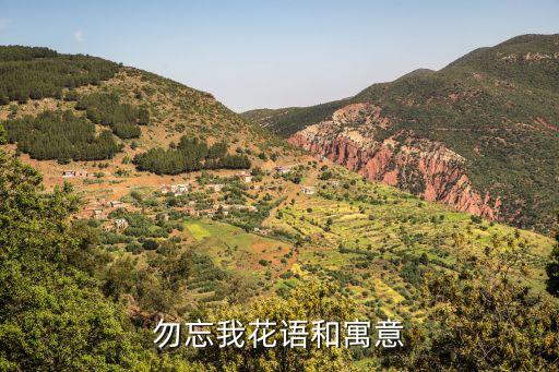 勿忘我花语和寓意，勿忘我花代表什么啊
