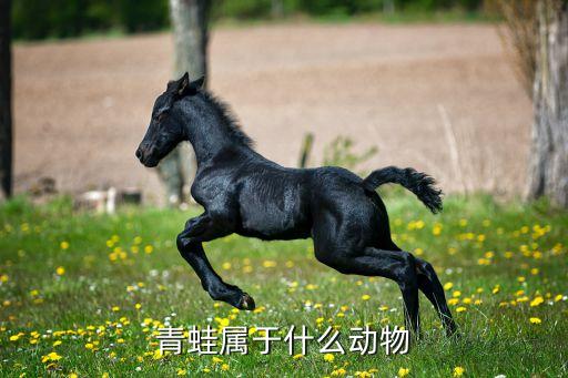 青蛙属于什么动物，青蛙是什么动物