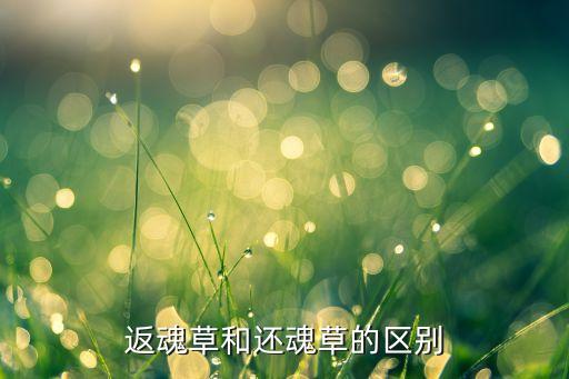 返魂草和还魂草的区别