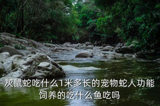 灰鼠蛇，灰鼠蛇吃什么1米多长的宠物蛇人功能饲养的吃什么鱼吃吗