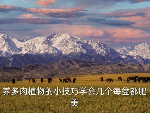 养多肉植物的小技巧学会几个每盆都肥美