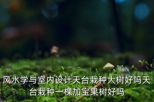 加多宝果树，风水学与室内设计天台栽种大树好吗天台栽种一棵加宝果树好吗