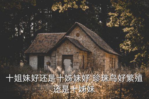 十姐妹花，炫舞10姐妹名字大全