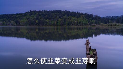 韭菜种子怎么催芽，韮菜籽怎么发芽