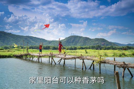 家里阳台可以种香茅吗